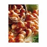 ŠALOTKA HOLLAND BULB MARKET GOLDEN GOURMET 500G