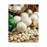 ČEBULA HOLLAND BULB MARKET SNOWBALL 500G