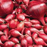 ČEBULA ROYAL SEEDS ČEBULČEK RED B. 500G RS