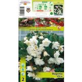 ČEBULICA HOLLAND BULB MARKET BEGONIA BELA PENDULA