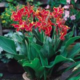 ČEBULICA HOLLAND BULB MARKET CANNA LUCIFER I