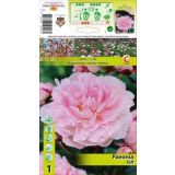 ČEBULICA HOLLAND BULB MARKET POTONIKA TAFF