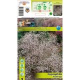 ČEBULICA HOLLAND BULB MARKET PANICULATA FLAMINGO