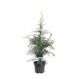 CEDRA CEDRUS DEODARA L23 CM