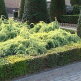 CEDRA DEODARA GOLDEN HORIZON