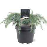 CEDRA FEELIN BLUE L19 CM