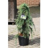 CEDRA HIMALAJSKA FILING BLUE L24 V30