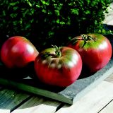 PLODOVKE VOLMARY CEPLJEN PARADIŽNIK 12 CM BOLZANO