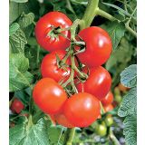 PLODOVKE VOLMARY CEPLJEN PARADIŽNIK PHANTASIA L12