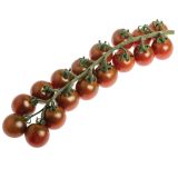 PLODOVKE VOLMARY CEPLJEN PARADIŽNIK SOLENA SWEET CHOCO