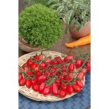 PLODOVKE CEPLJENI PARADIŽNIK CUPIDO F1 LONEC 12 CM