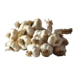 ČESEN VALENTIN PTUJSKI JESENSKI 35-45 MM 500 G