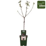 SADNO DREVO ČEŠNJA REGINA L23