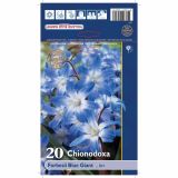 POMLADI CVETOČA ČEBULICA HOLLAND BULB MARKET CHIONODOXA FORBESII BLUE GIANT 5/+ 20KOS