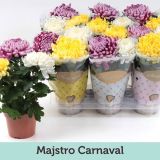 KRIZANTEMA CHRYSANTHEMUM COSMO MIX L12