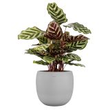 KERAMIČNI NOTRANJI LONEC CIBELE 20 CM BEL