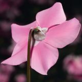 CIKLAMA VOLMARY ELFJES MIX L12