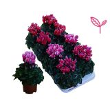 CIKLAMA FANTASIA L10.5