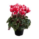 CIKLAMA FUJI L10.5 CM