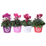 CIKLAMA MIX MORELIPS L11