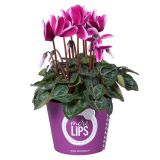 CIKLAMA MIX MORELIPS L11