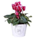 CIKLAMA MIX MORELIPS L11