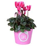 CIKLAMA MIX MORELIPS L11