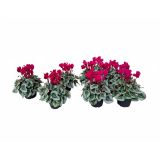 CIKLAMA SUPER SERIA VIOLET L12 CM