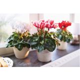 CIKLAMA VOLMARY ANGEL WINGS L11 MINI RED&SNOW