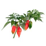 PLODOVKE L'ORTO FRUTTIFERO ČILI 1/1 BHUT JOLOKIA L14