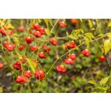 PLODOVKE L'ORTO FRUTTIFERO ČILI 1/1 BISHOP CROWN L14