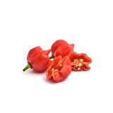 PLODOVKE L'ORTO FRUTTIFERO ČILI 1/1 CAROLINA REAPER L14