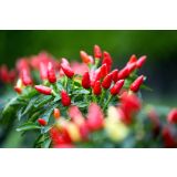 PLODOVKE L'ORTO FRUTTIFERO ČILI 1/1 ETNA (ALLUNGATO) L14