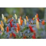 PLODOVKE L'ORTO FRUTTIFERO ČILI 1/1 FUOCO DELLA PRATERIA L14