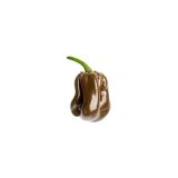 PLODOVKE L'ORTO FRUTTIFERO ČILI 1/1 HABANERO CHOCOLATE L14