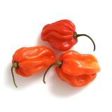 PLODOVKE L'ORTO FRUTTIFERO ČILI 1/1 HABANERO ORANGE L14