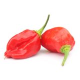 PLODOVKE L'ORTO FRUTTIFERO ČILI 1/1 NAGA DORSET L14