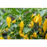 PLODOVKE L'ORTO FRUTTIFERO ČILI 1/1 PICCANTE ALL VERDE L14