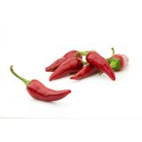 PLODOVKE L'ORTO FRUTTIFERO ČILI 1/1 PICCANTE CORNO COST L14