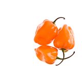 PLODOVKE L'ORTO FRUTTIFERO ČILI 1/1 SCOTCH BONNET L14