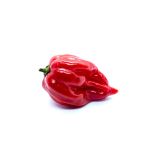 PLODOVKE L'ORTO FRUTTIFERO ČILI 1/1 TRINIDAD MORUGA L14