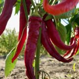 PLODOVKE L'ORTO FRUTTIFERO ČILI ELEFANTE 1/1 PROBOSCIDE ELEFANTE L14