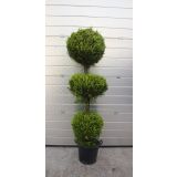 IGLAVEC CIPRESA 3 BOL L24 V70