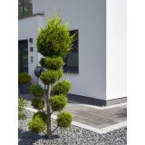 IGLAVEC CIPRESA PON PON L24 V70