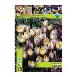 KROKUS HOLLAND BULB MARKET ADVANCE 5/7 15 KOS