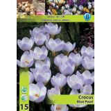 POMLADI CVETOČA ČEBULICA CROCUS BLUE PEARL 5/7 15 KOS