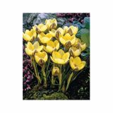 POMLADI CVETOČA ČEBULICA HOLLAND BULB MARKET CROCUS GIPSY GIRL 5/7 15KOS