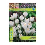 POMLADI CVETOČA ČEBULICA HOLLAND BULB MARKET CROCUS JEANNE D' ARC 7/8 10 KOS
