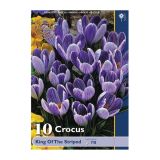 POMLADI CVETOČA ČEBULICA HOLLAND BULB MARKET CROCUS KING OF THE STRIP. 10KOS