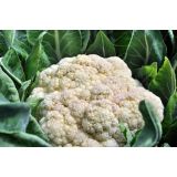 KAPUSNICE L'ORTO FRUTTIFERO CVETAČA 4/1 FANO KULTIPAK